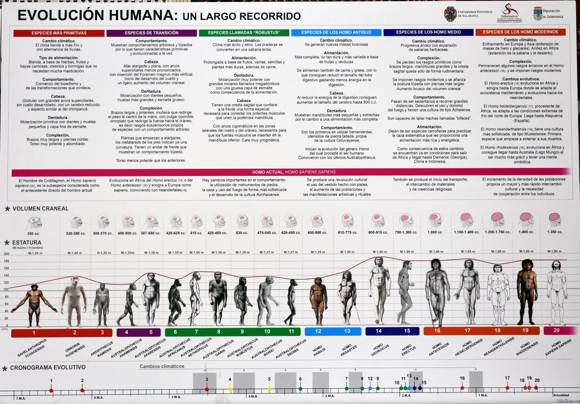 1º.6.La Hominización y la Prehistoria.